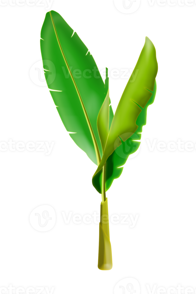 small banana tree png