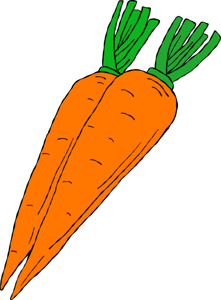 Simple hand drawn Carrot. png