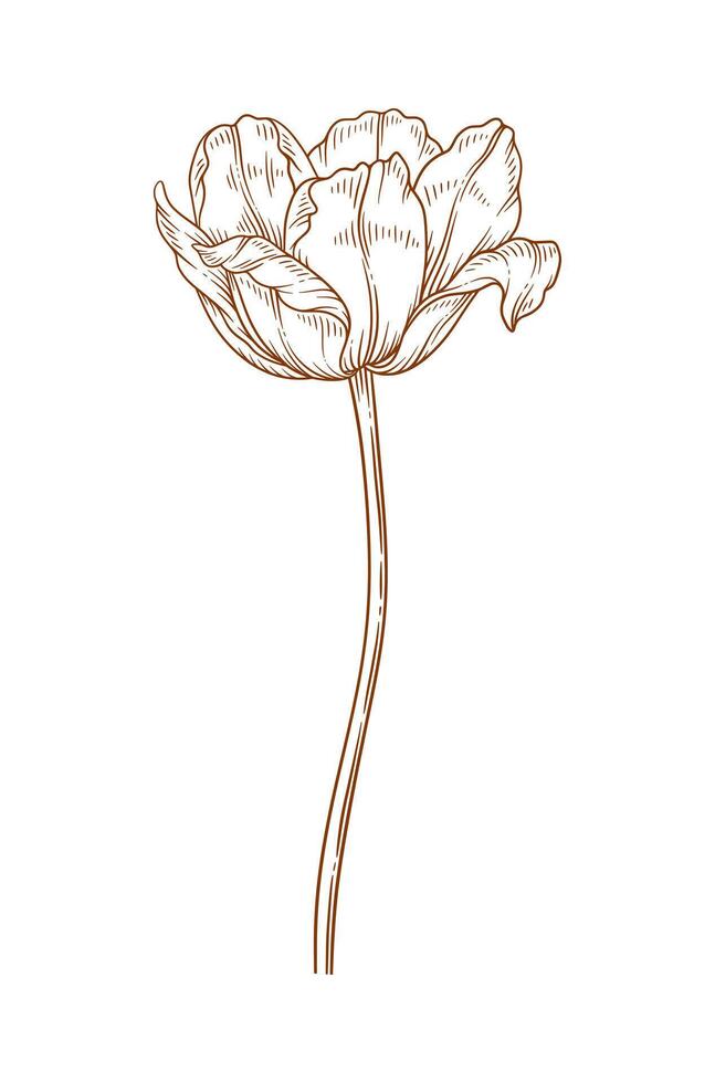 Tulip flower, graceful thin line, brown color. Beautiful spring decor. Drawing element for Easter, Mother Day, Canadian Tulip Festival vector