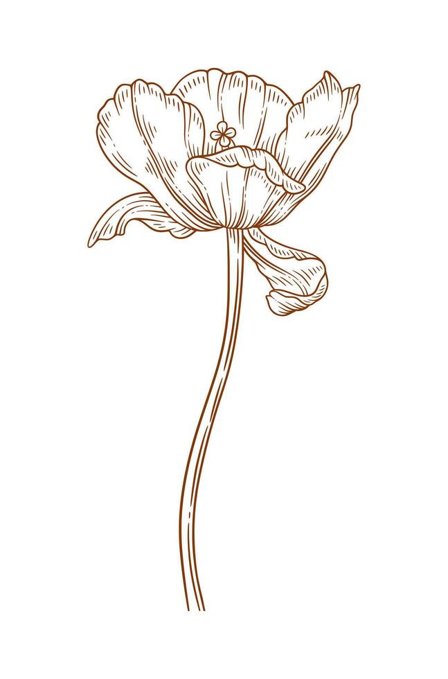 Tulip flower, brown contour. Beautiful spring decor, sketched element for design, illustration vector