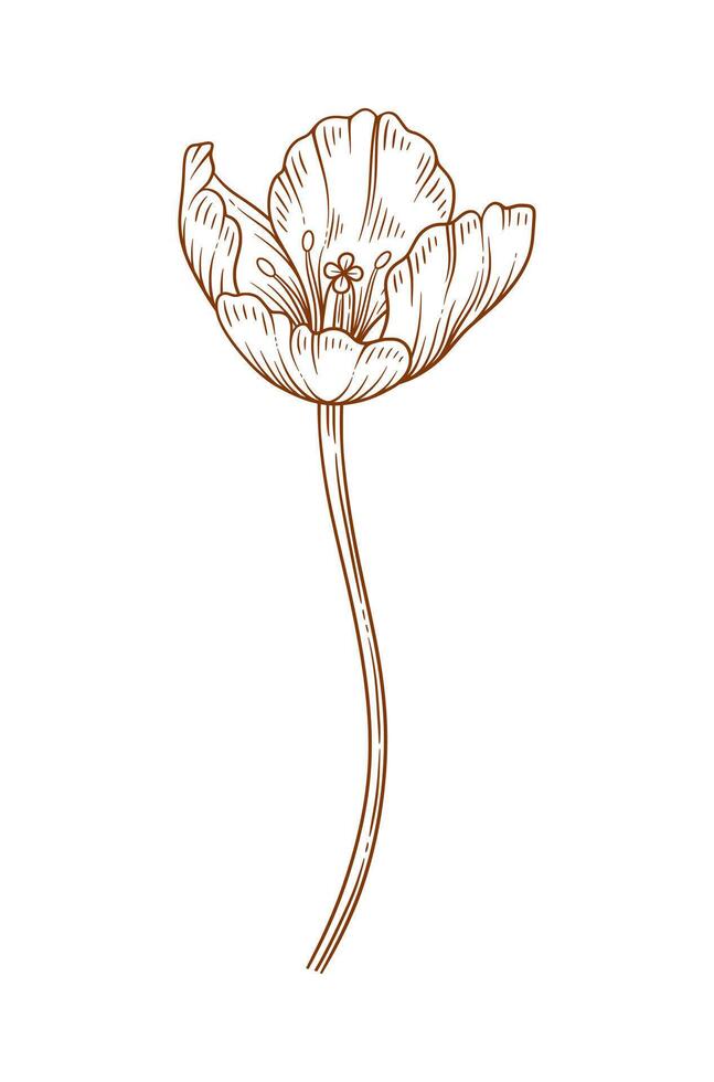 Tulip flower, brown color. Beautiful spring decor. Drawing element for Easter, Mother Day, Canadian Tulip Festival, illustration vector