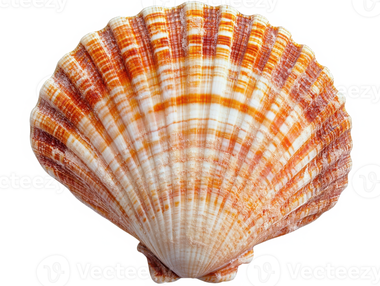 Vibrant Orange and White Striped Seashell png