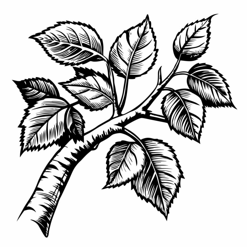 Detailed Black and White Sketch of Birch Tree Branch with Leaves vector