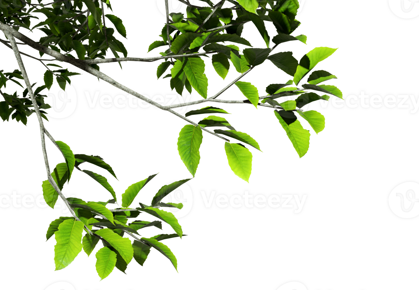 Cut-out greenery tree branches leafs foreground transparent backgrounds 3d rendering png