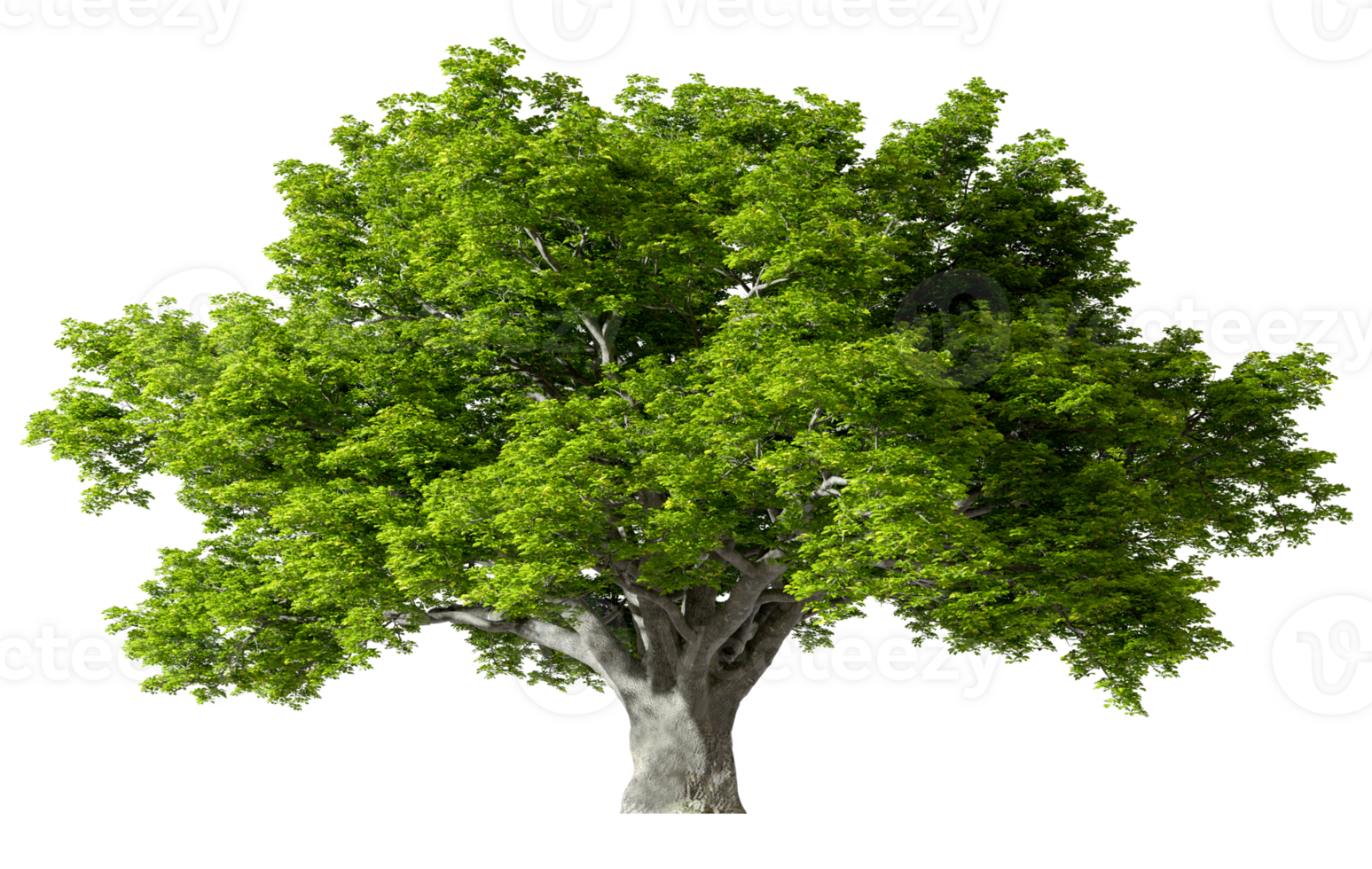 Big tree standing growth cut-out transparent backgrounds 3d rendering png