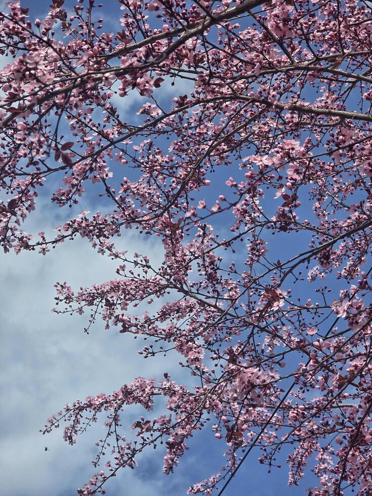 Spring cherry blossoms photo