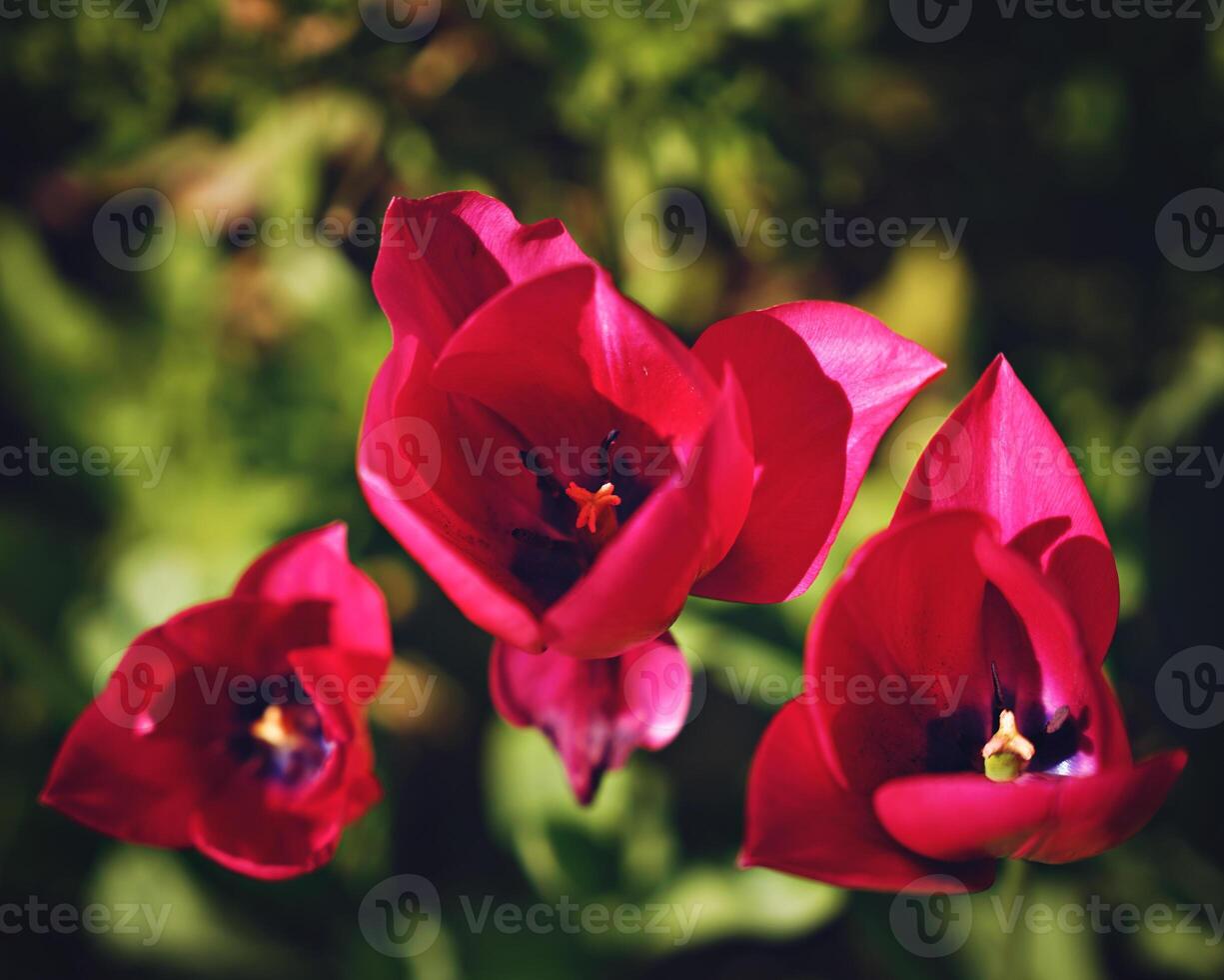3 Bright pink tulips photo