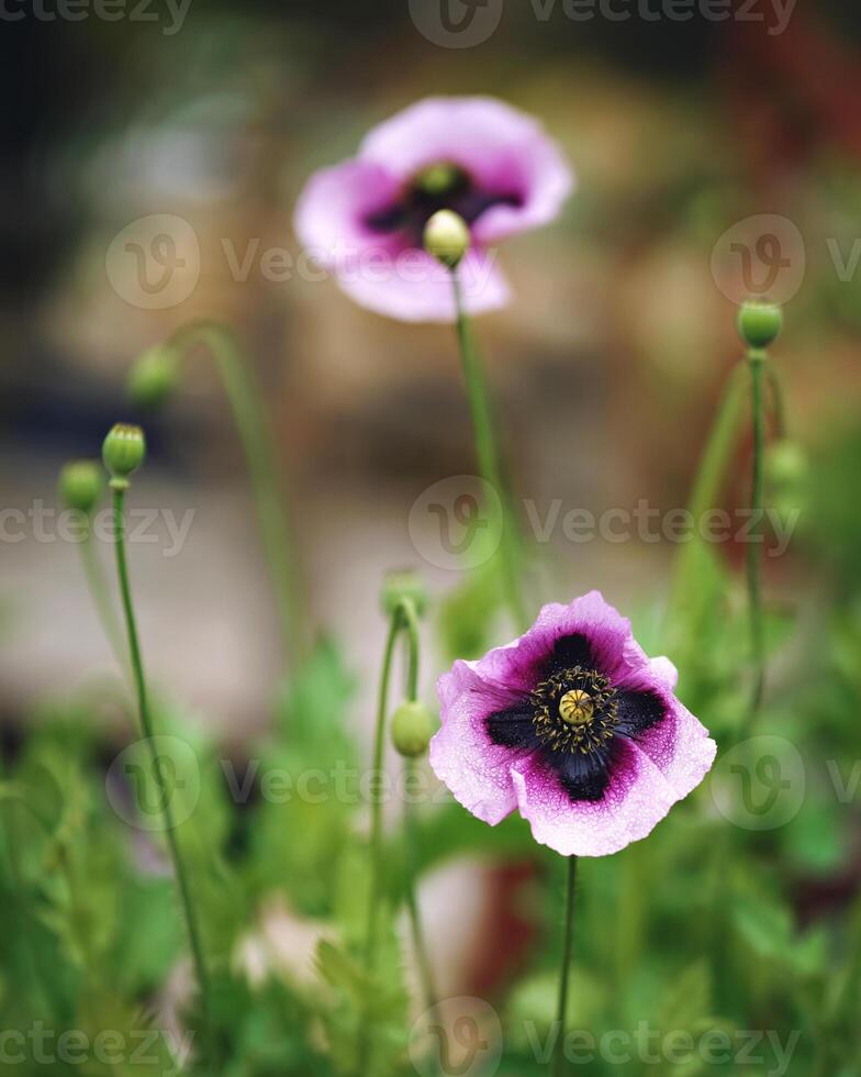 Purple Poppy Flower In Bloom photo