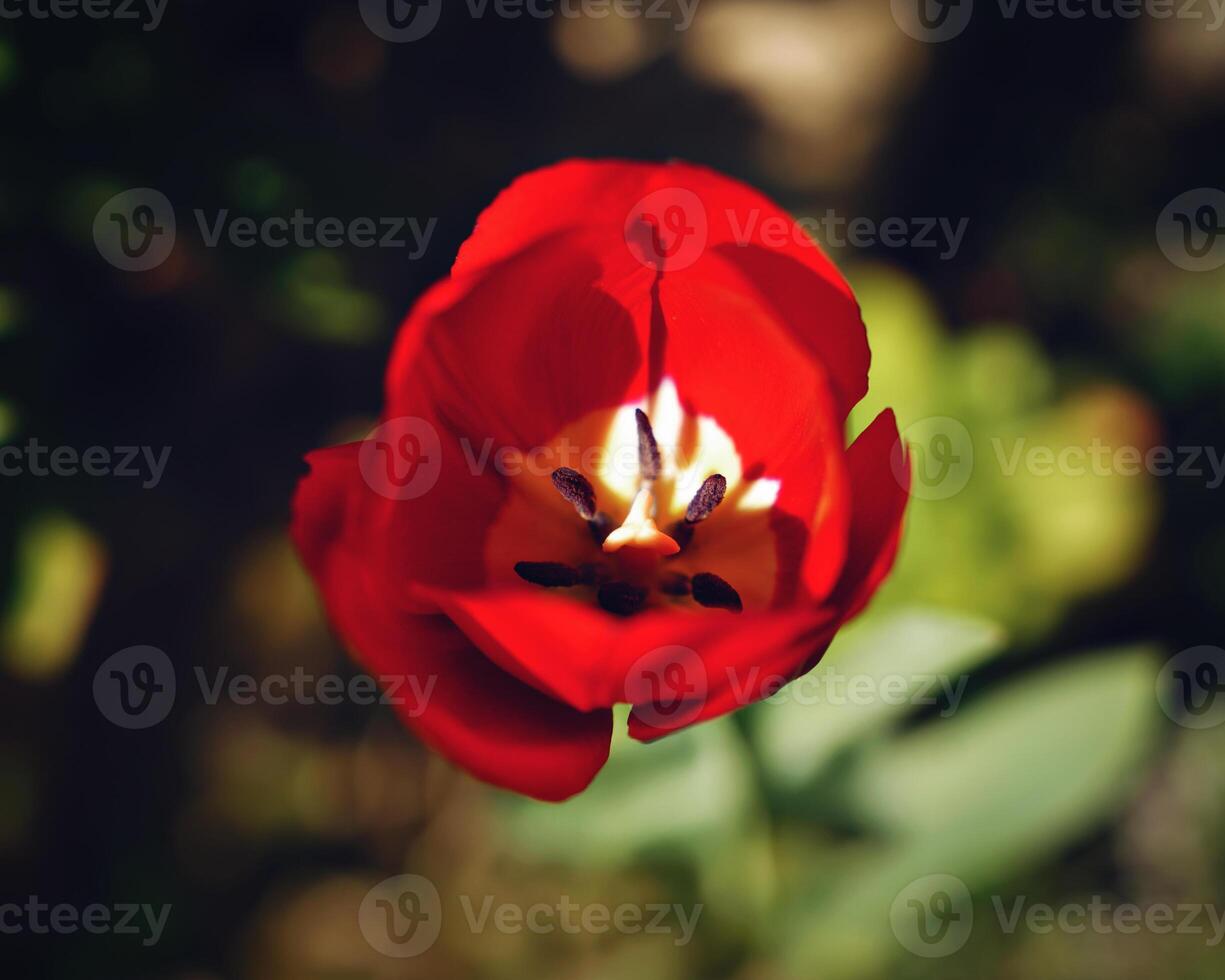 Close up of the one red tulip photo
