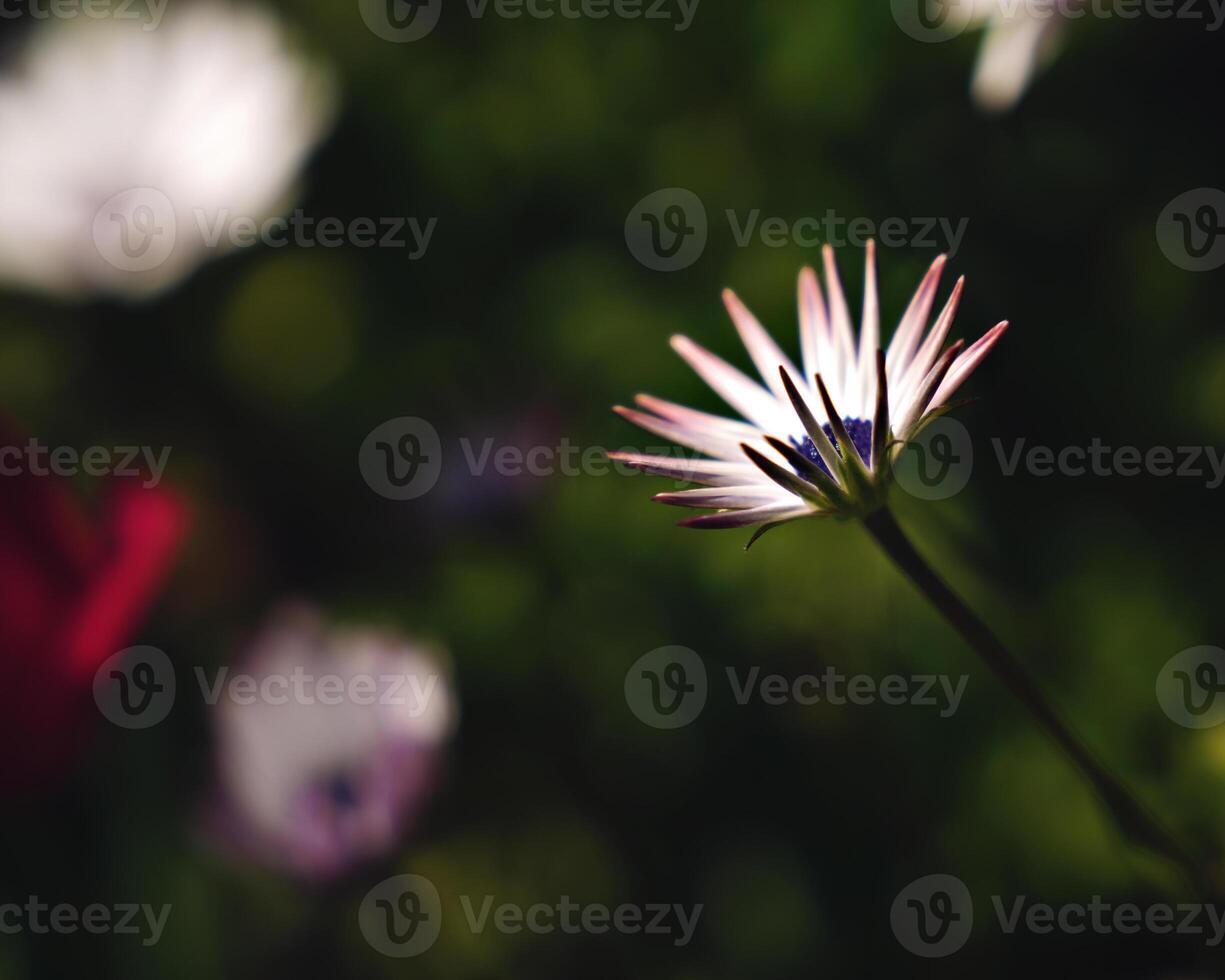 Wild beautiful white flower in the spring day photo
