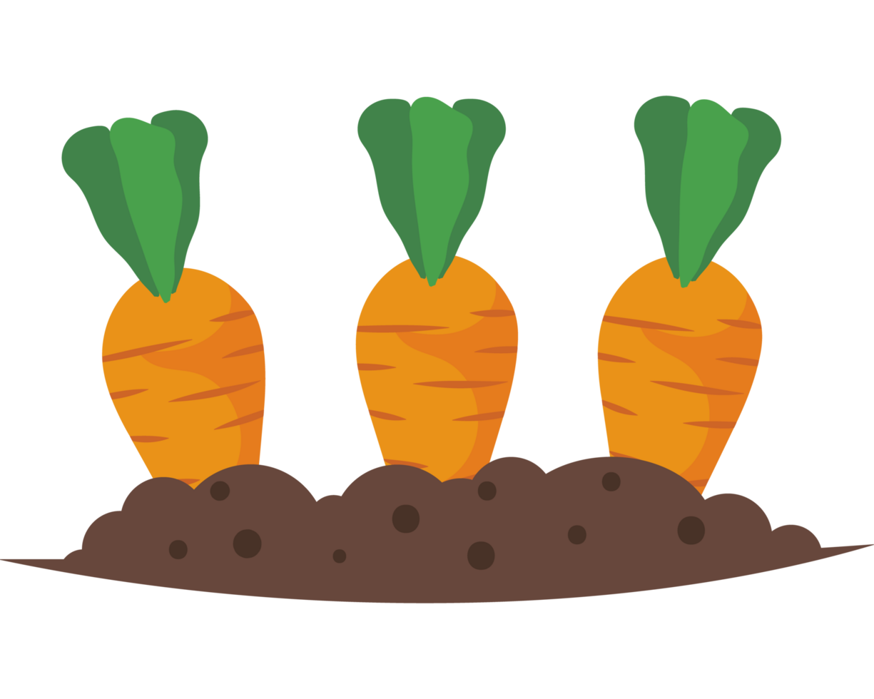 cultivation with vegetable carrots growing png