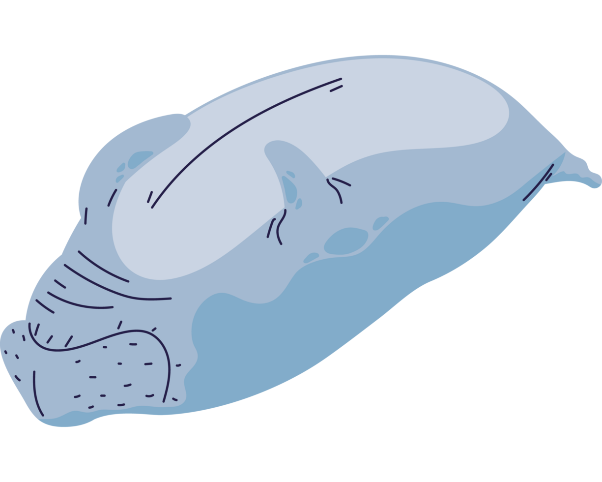 cute sea cow swimming alone png