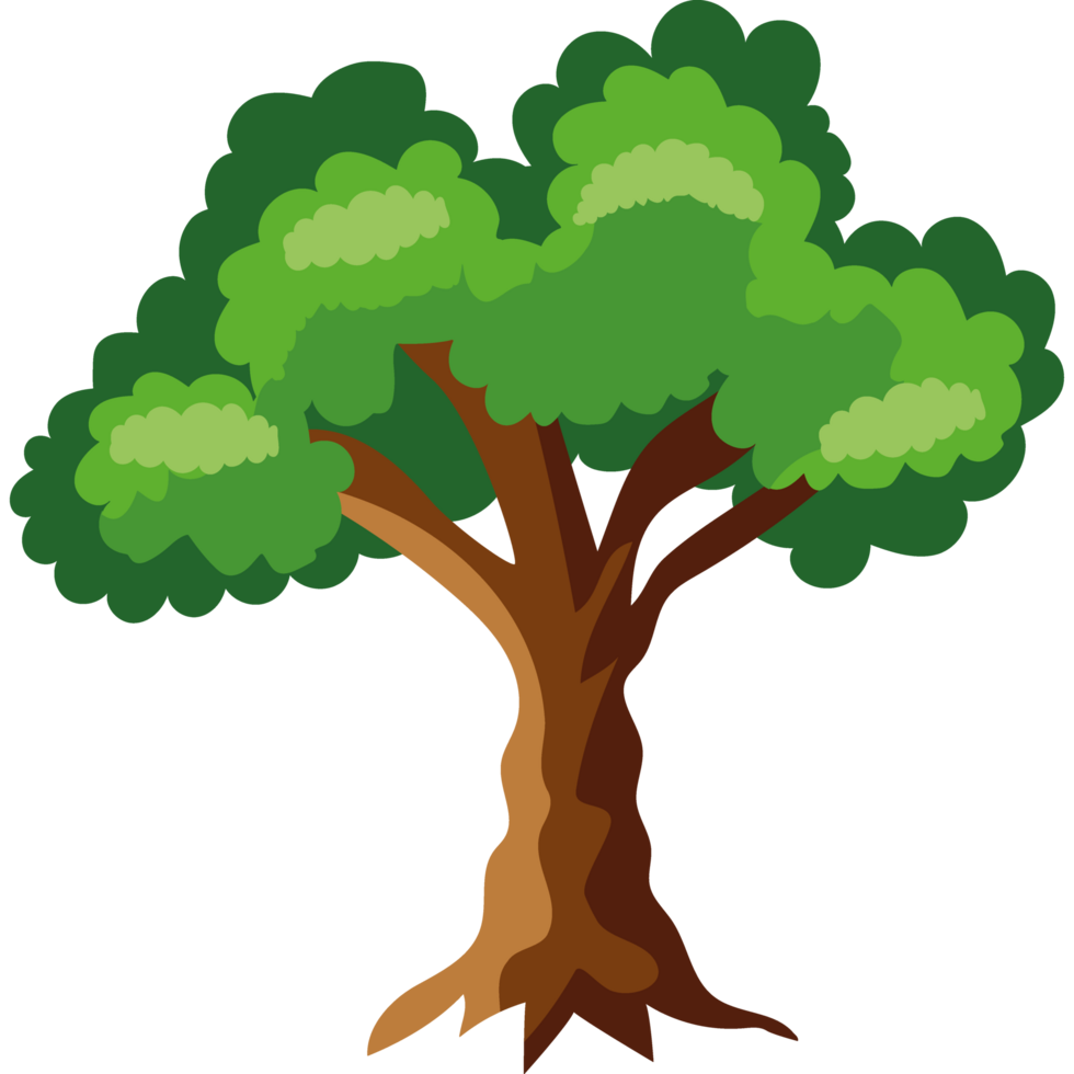 elm tree on white background png