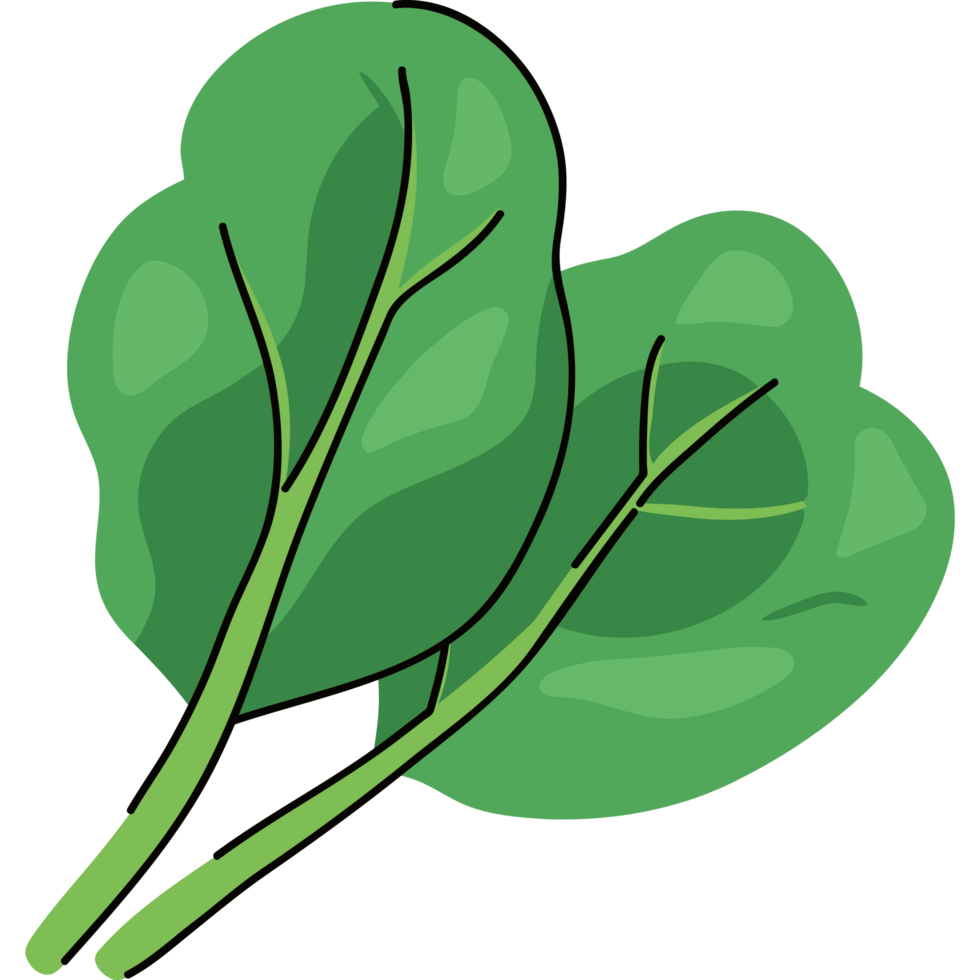 basil leaves design png