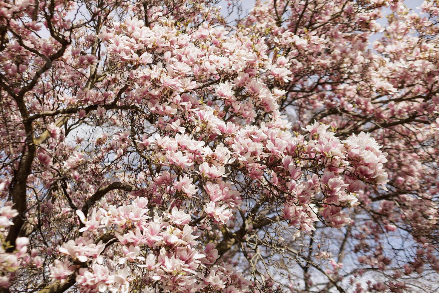Pink magnolia tree blooming in spring season in Vojan Gardens Prague copy space wallpaper photo