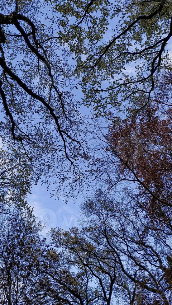 Canopy of trees reaching for the blue sky in pruhonice park photo