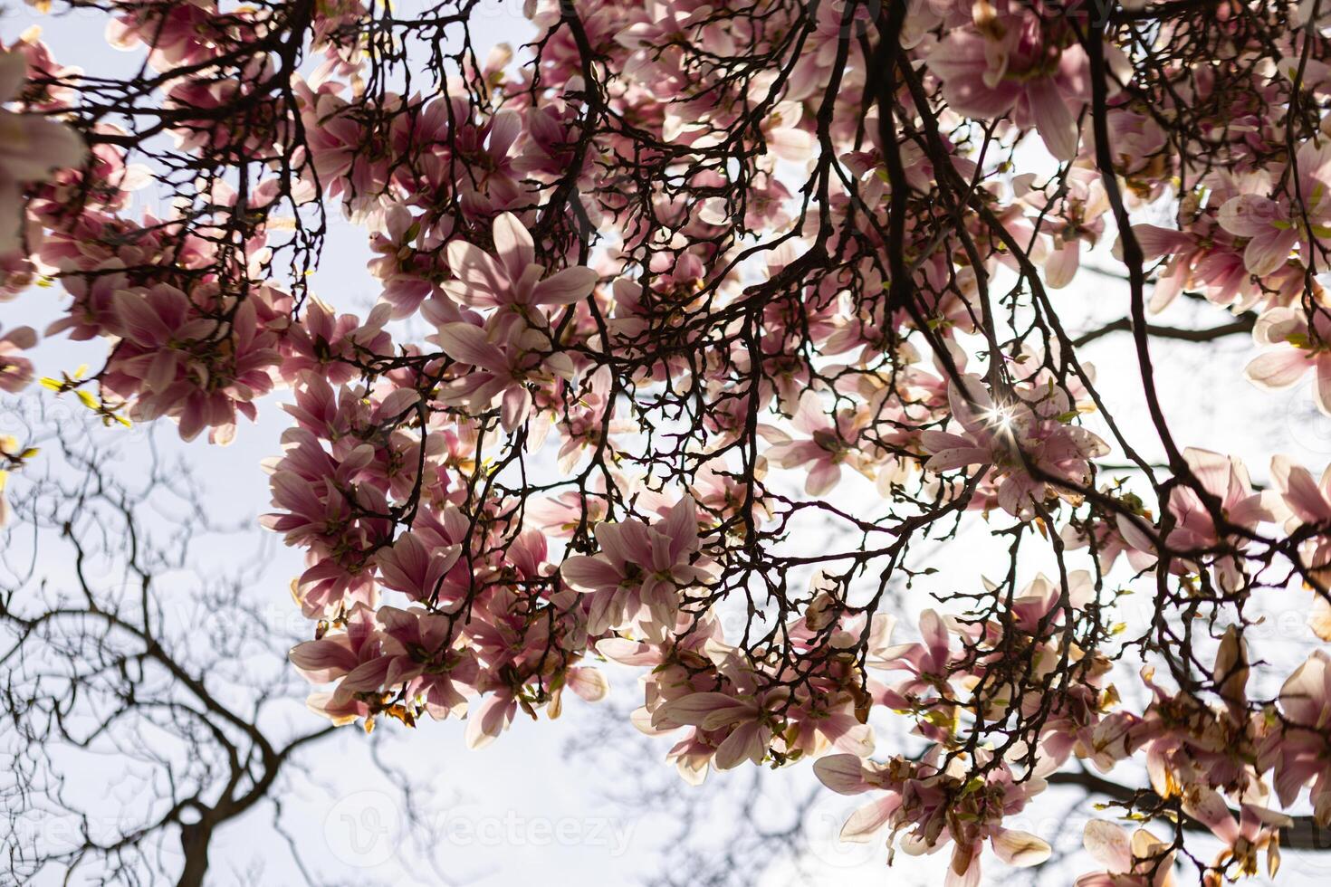 Blooming magnolia tree branches reaching for the sky in Vojan Gardens Prague copy space wallpaper photo