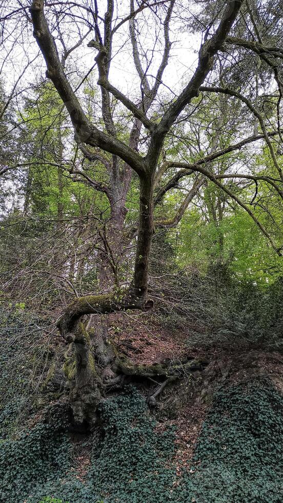 Gnarled tree growing on a steep slope in pruhonice park photo