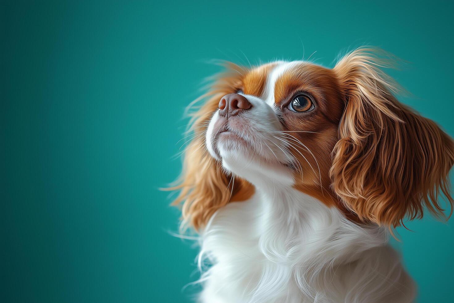 Cute puppy gazing directly, celebrating national day with playful expression against turquoise background copy space photo