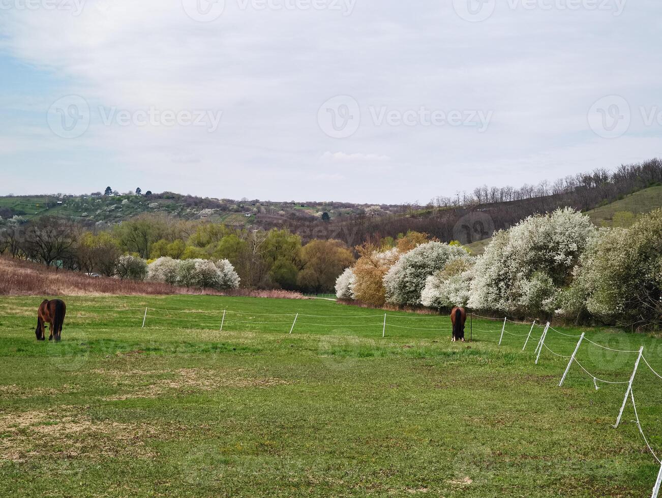 Horses nibbling lush grass, grazing near blossoming trees with rolling hills spanning verdant pastureland background photo