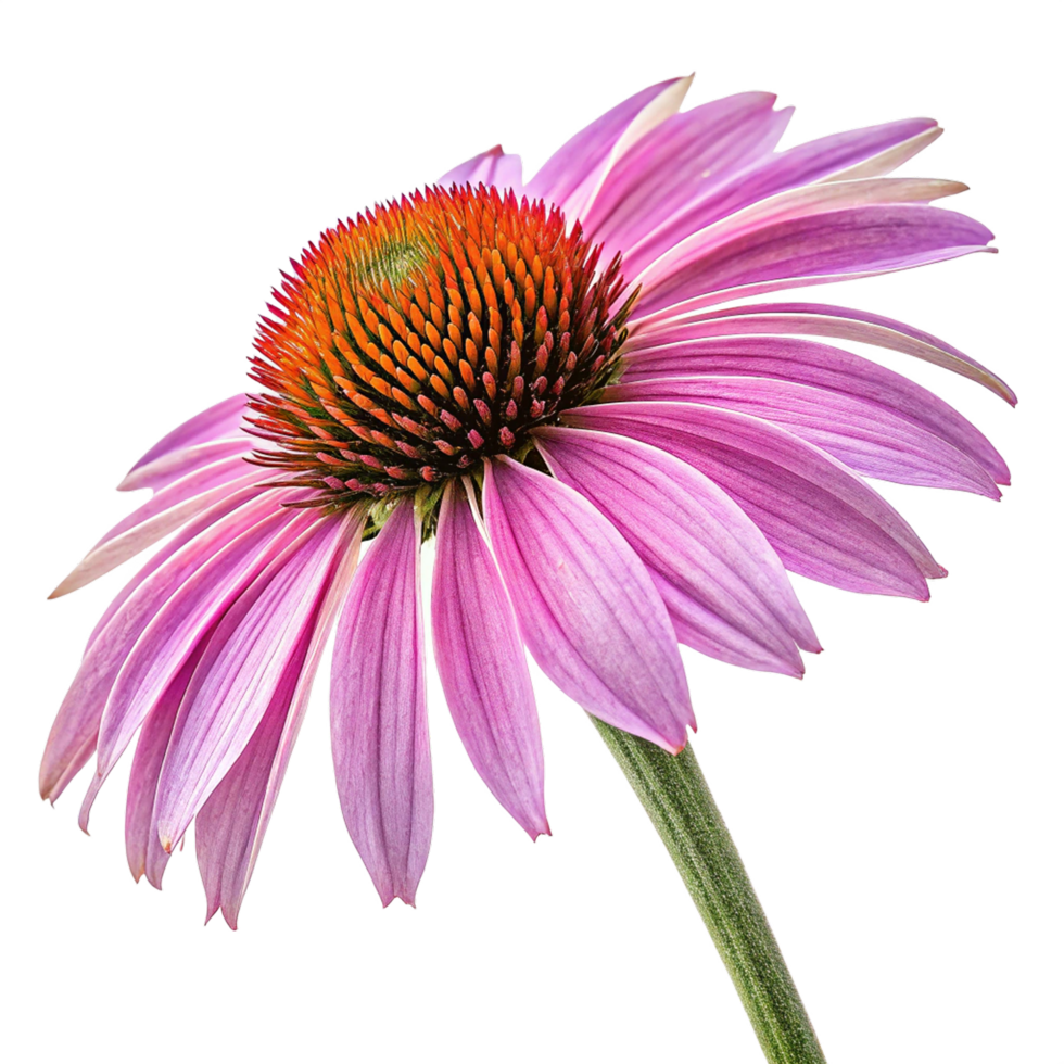 Echinacea flower isolated png