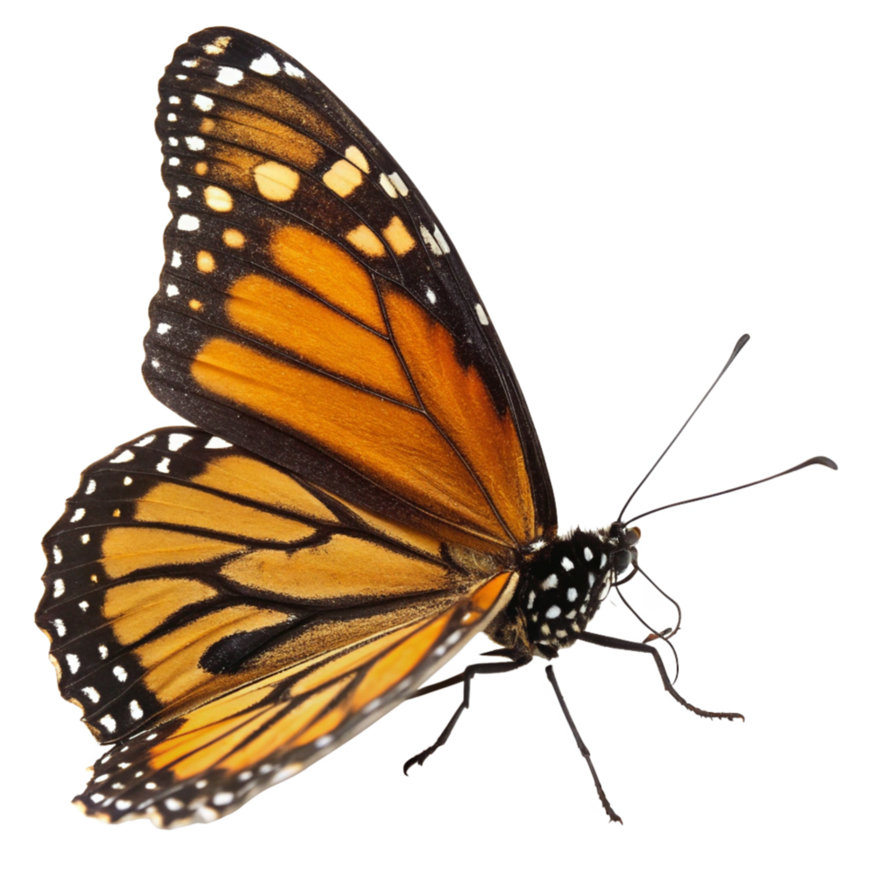 Yellow beauty butterfly insect png