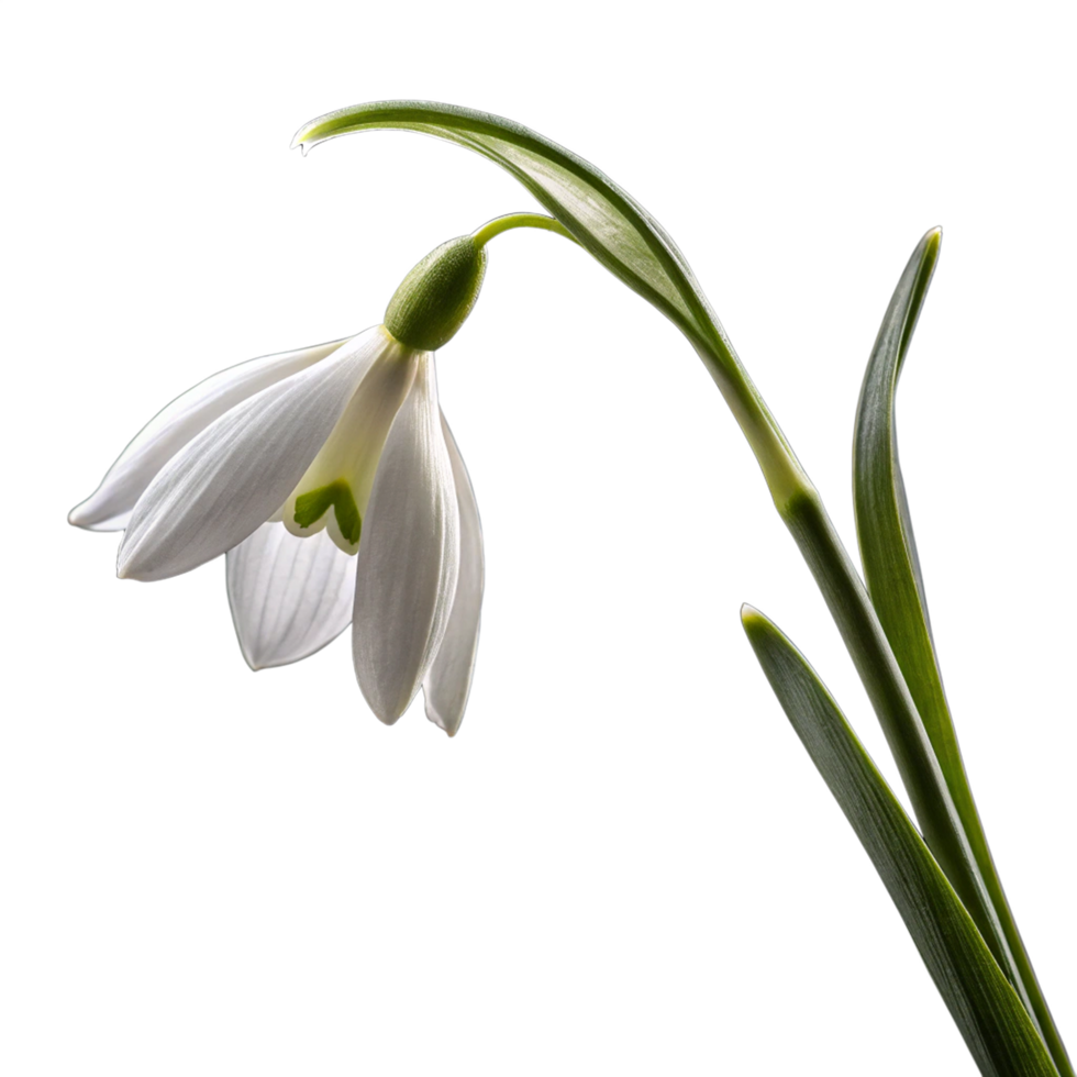 Snowbell flower isolated on transparent background png