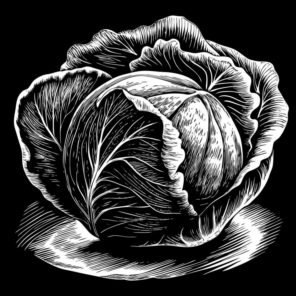 A black and white drawing of a head of cabbage vector