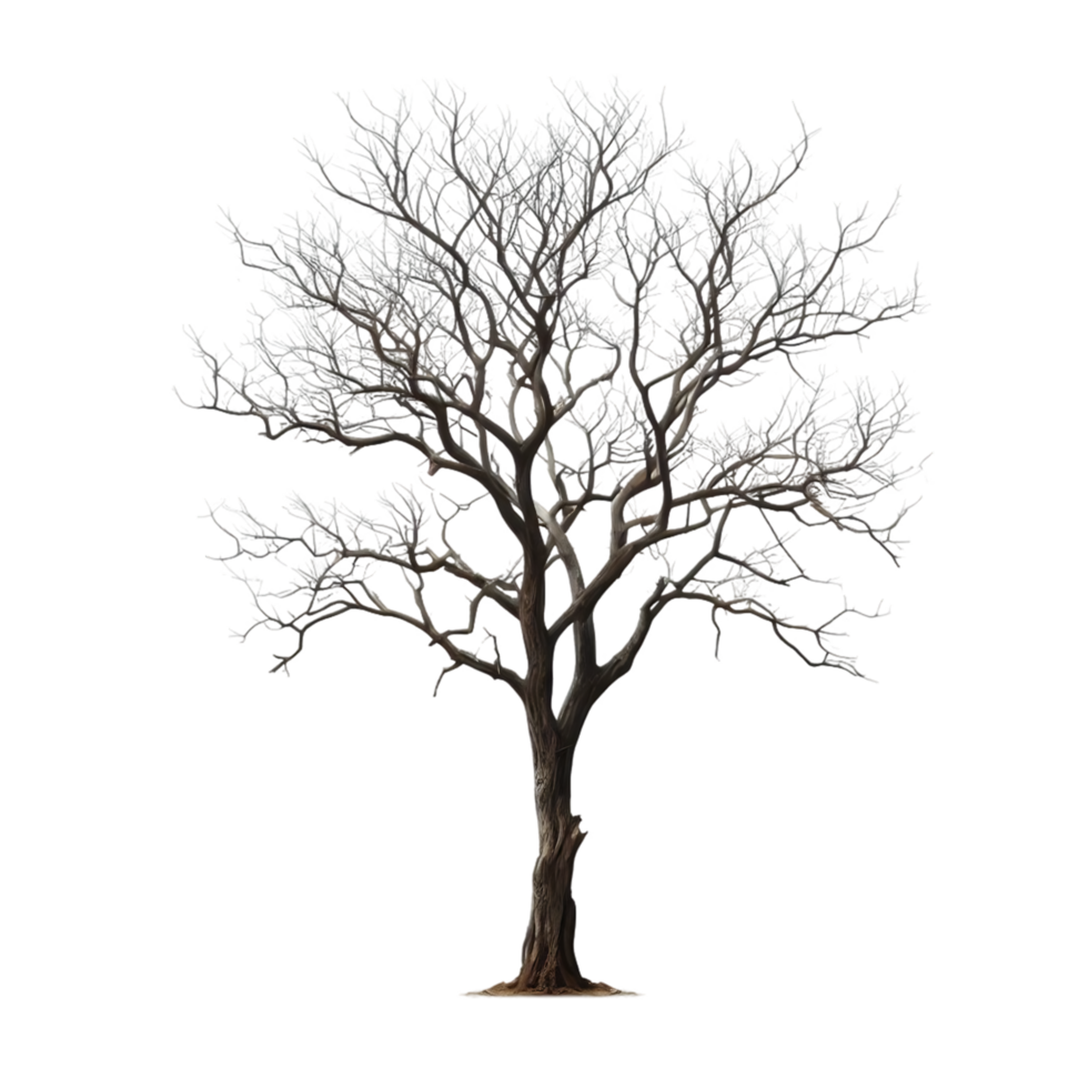Winter Tree with Sprawling Branches and Rugged Trunk png