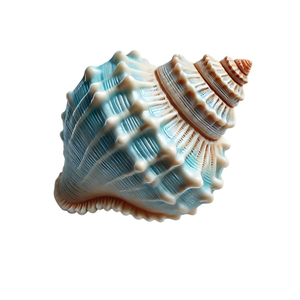 Beautifully patterned seashell with light blue and white spiral design png