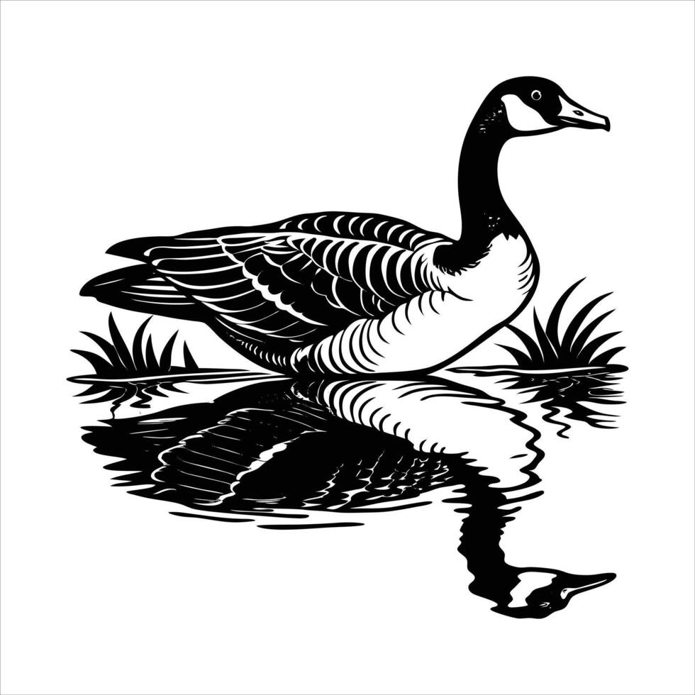 Canadian Goose swimming vector