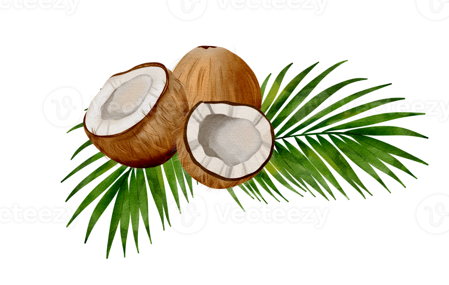 Vibrant watercolor depiction of coconuts resting on lush palm leaves, capturing tropical essence and nature's beauty png