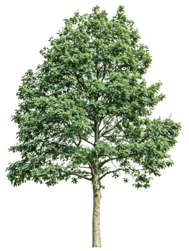 Full mature tree with dense green foliage and defined trunk isolated on transparent background, ideal for architectural renderings, landscape design, and visual compositions png