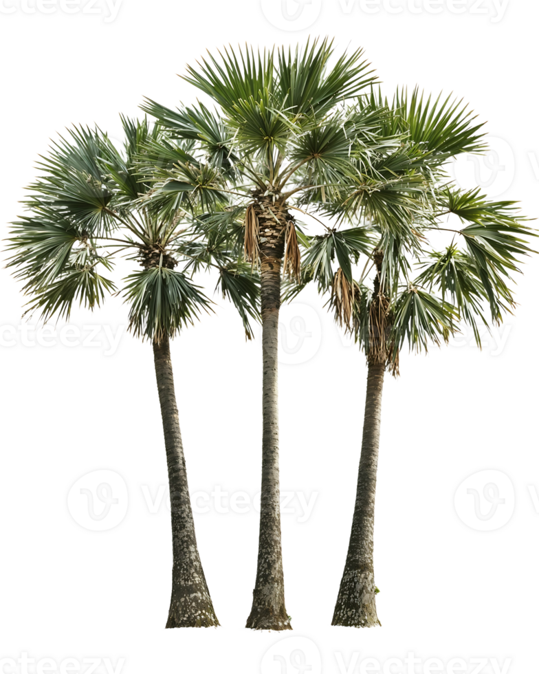 Isolated group of three tropical palm trees with fan-shaped fronds and textured trunks against transparent background, ideal for landscape design and tropical themes png
