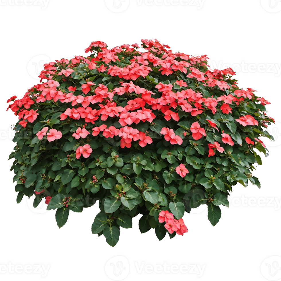 Isolated round shrub with vibrant red blooms and dark green foliage on transparent background, perfect for garden design visualizations and landscaping projects png