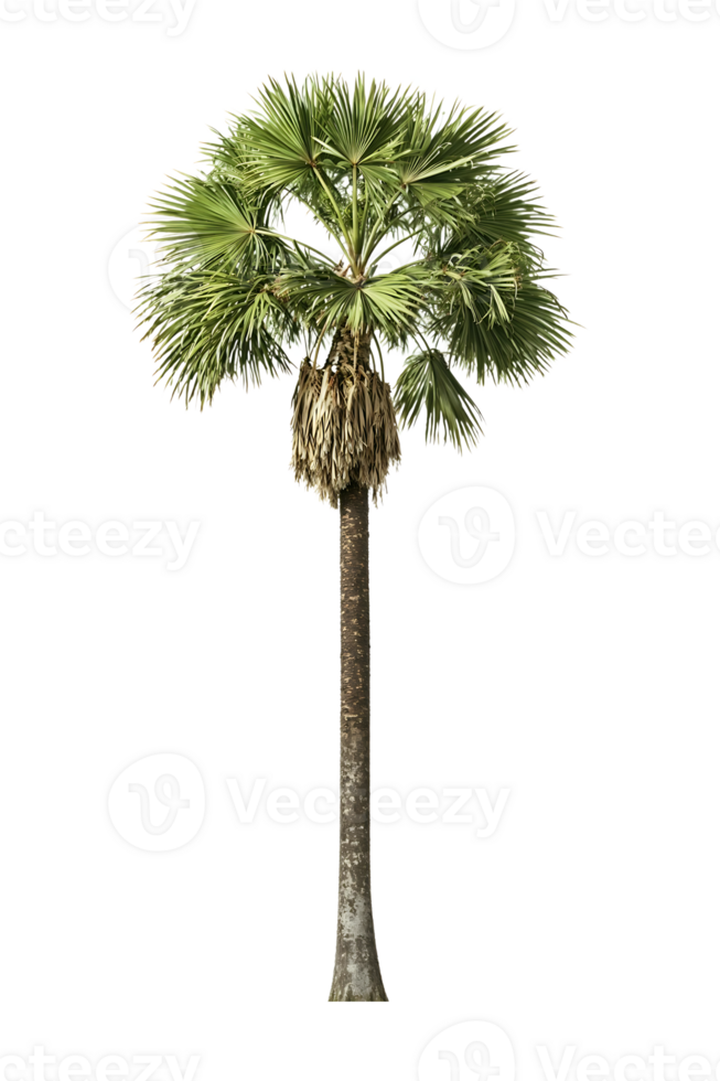 Isolated fan palm with textured trunk and distinctive crown against transparent background, perfect for tropical landscape designs and architectural renderings png