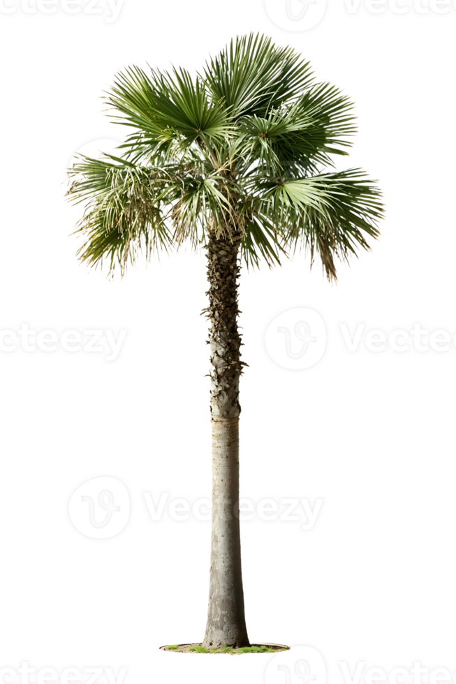 Isolated fan palm with textured trunk and distinctive crown against translate background, perfect for tropical landscape designs and architectural renderings png