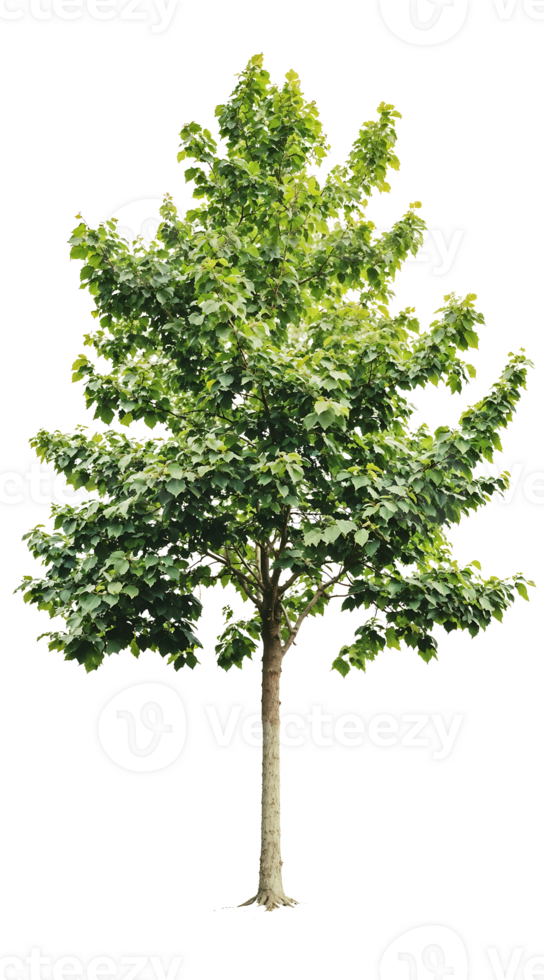 Isolated young green tree with slender trunk and full foliage against translate background, perfect for architectural renderings and landscape design png