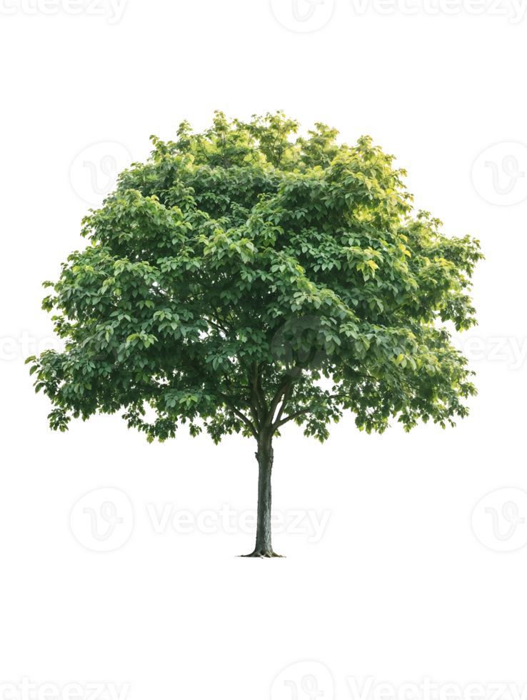 Isolated mature broadleaf tree with dense round canopy and defined trunk on translate background, ideal for landscape architecture projects and environmental design png