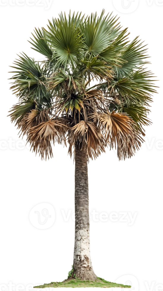 Isolated palm tree with distinctive fan-shaped fronds and textured trunk against a transparent background, showcasing the botanical features of this tropical species png