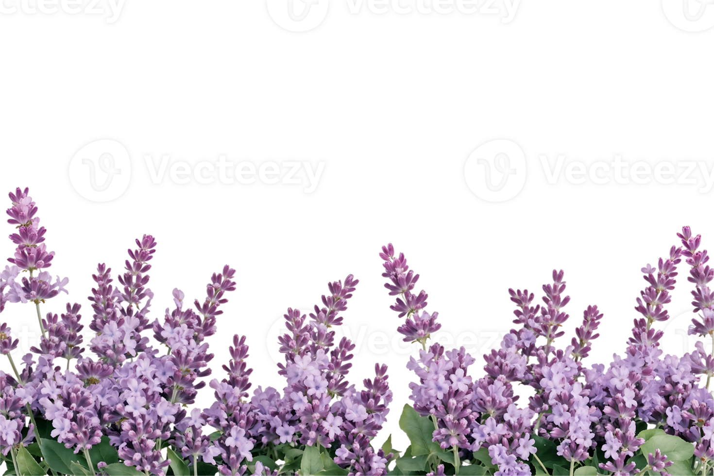 Row of vibrant purple lavender flowers in full bloom against transparent background, showcasing fragrant herb plants commonly used in aromatherapy and garden design png