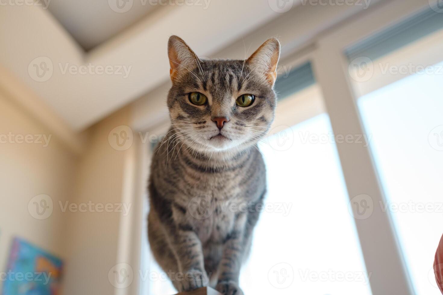Cat sitting on a work desk and look in camera photo