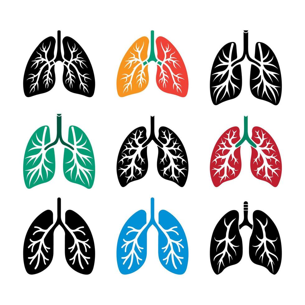 Human lungs with bronchioles for breath. vector