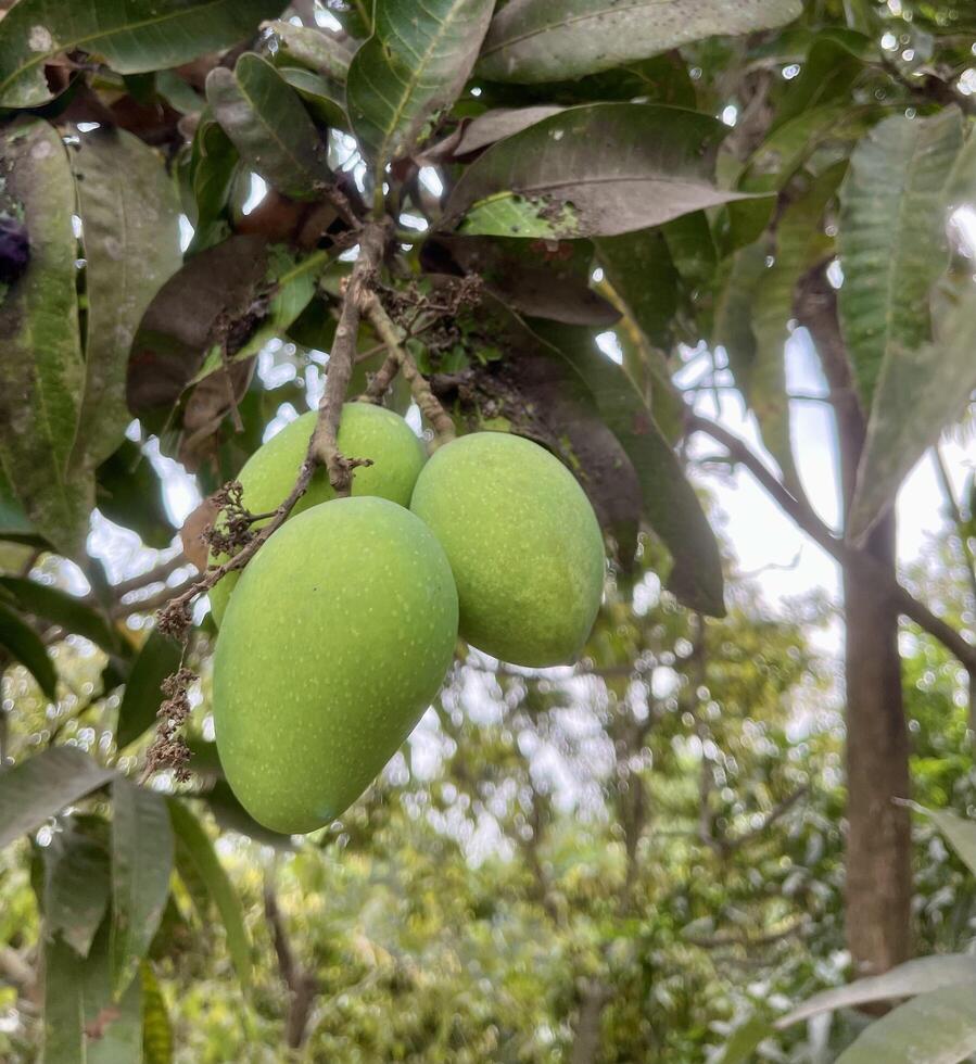 Green Mangoes Hanging from a Tree Branch photo