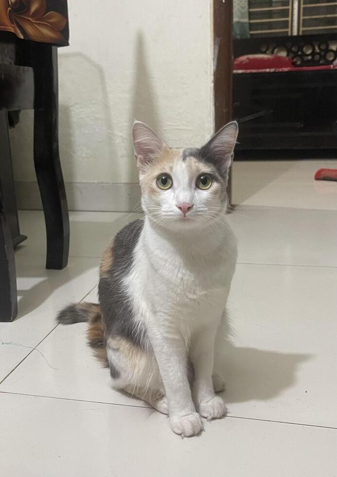 A beautiful white and brown color cat, Beautiful calico cat relaxing on the floor looking adorable photo
