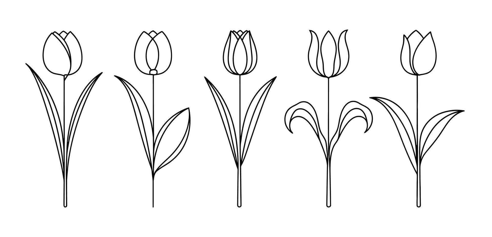 Simple Tulip Line Art Set vector