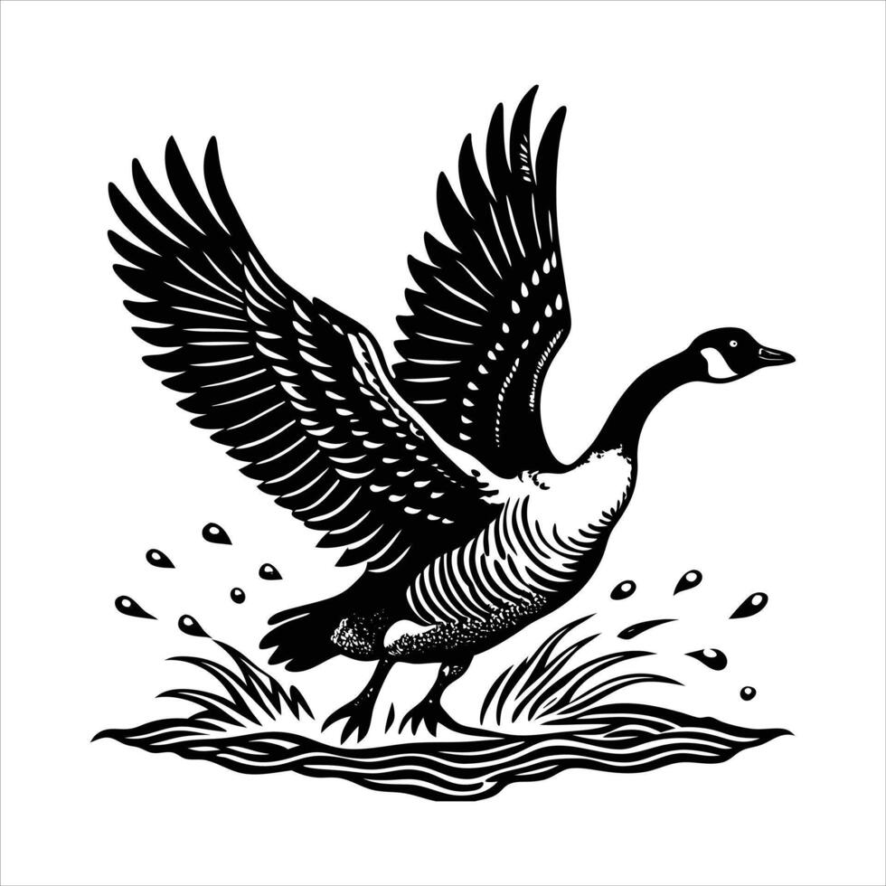 Canadian Goose Taking Off From Water vector