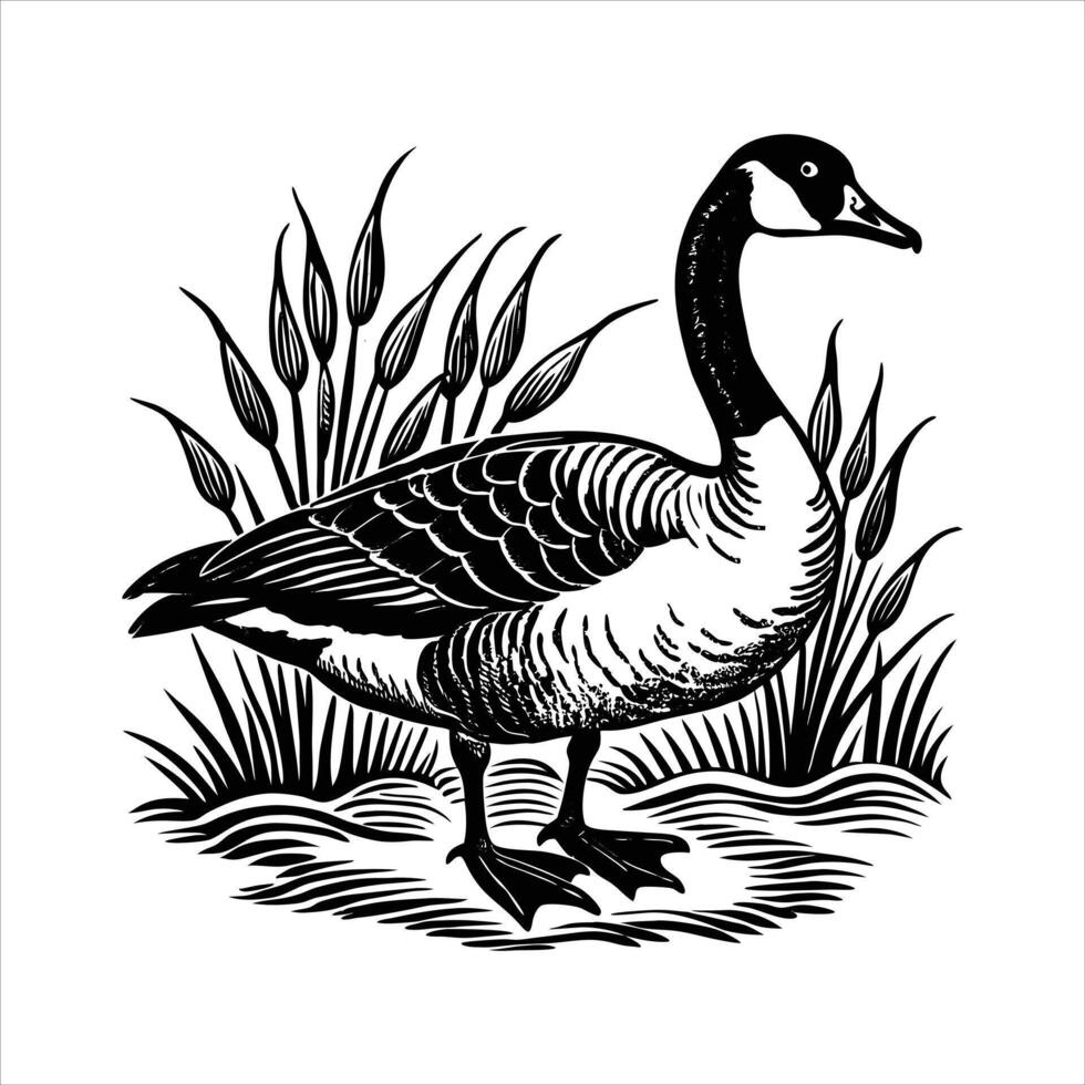 Canada Goose Rock Stock vector