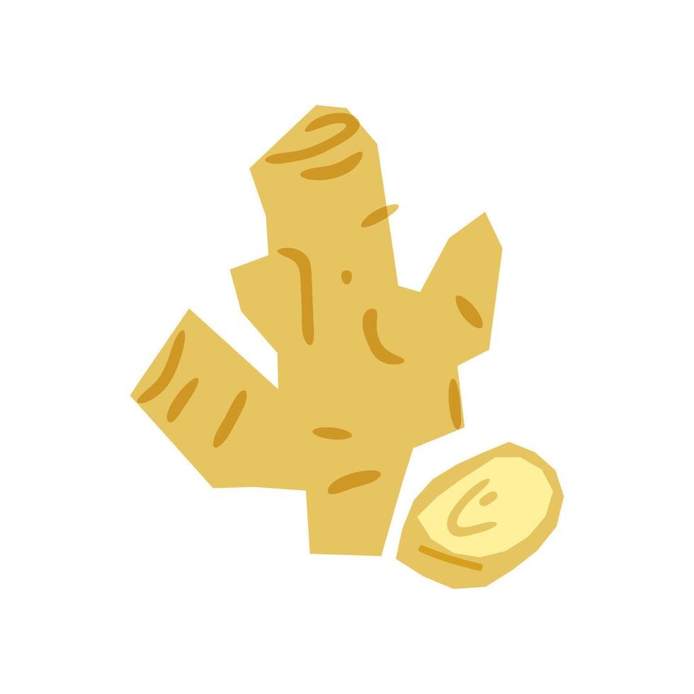 Ginger Root Illustration vector