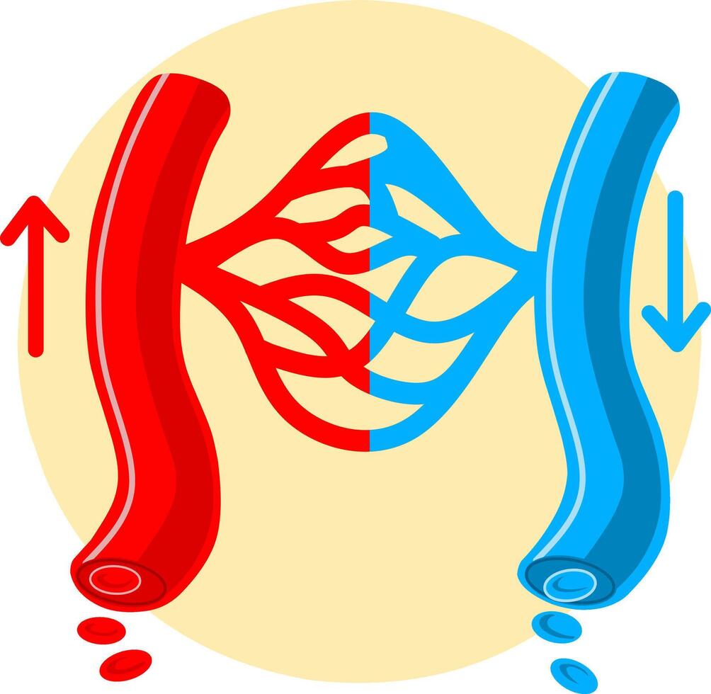 Color illustration of Blood vessels direction scheme with oxygen and nutrients flow from heart to cells . Educational diagram with artery, arteriole, capillaries, venule and vein for anatomy study. vector